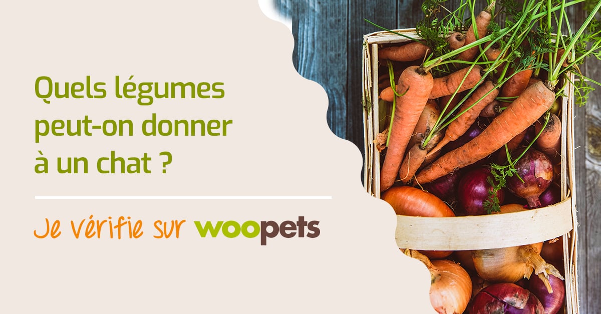 Quels Legumes Peut On Donner A Son Chat