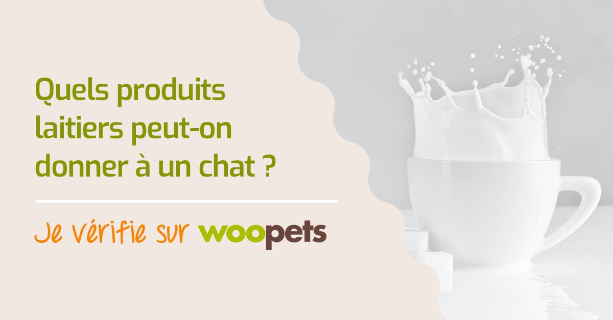 Quels Produits Laitiers Peut On Donner A Son Chat
