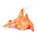 Illustration "Peut-on donner des crevettes à manger à son chat ? "