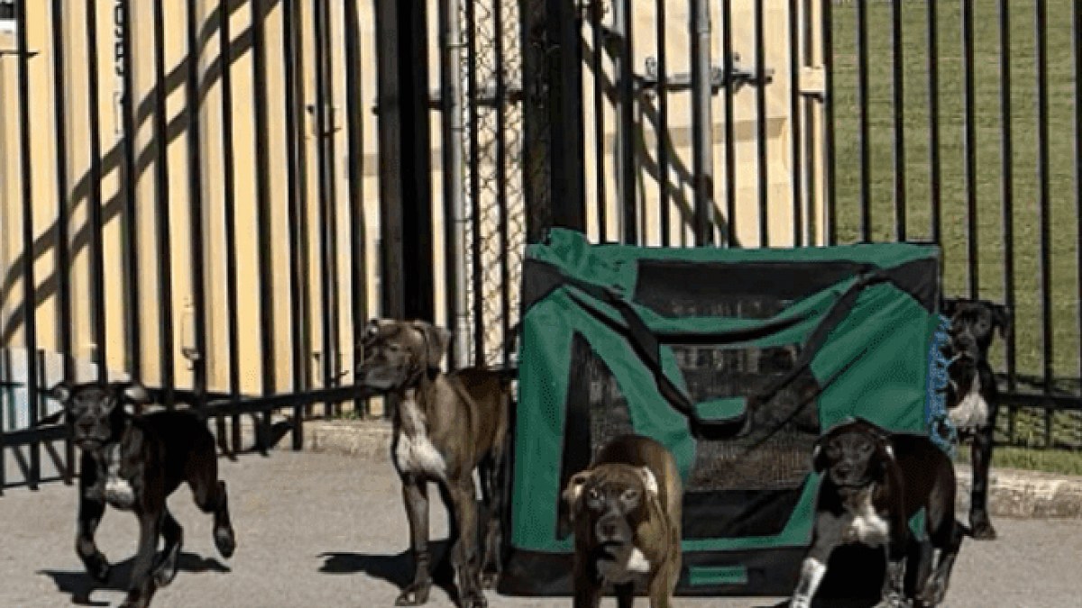 Illustration : "5 chiots abandonnés devant une boutique fermée s’échappent de leur caisse et errent sur le parking"