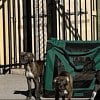 Illustration : 5 chiots abandonn&eacute;s devant une boutique ferm&eacute;e s&rsquo;&eacute;chappent de leur caisse et errent sur le parking