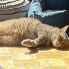 Illustration : Une association sauve une chatte de 13 ans d'un foyer touch&eacute; par le syndrome de Diog&egrave;ne et cherche &agrave; la faire adopter