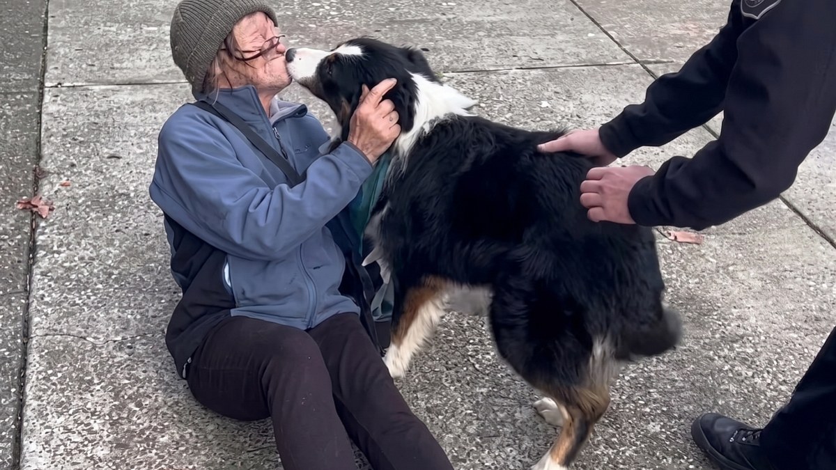 Illustration : "À 73 ans et sans domicile, elle retrouve sain et sauf son chien volé pendant son sommeil"