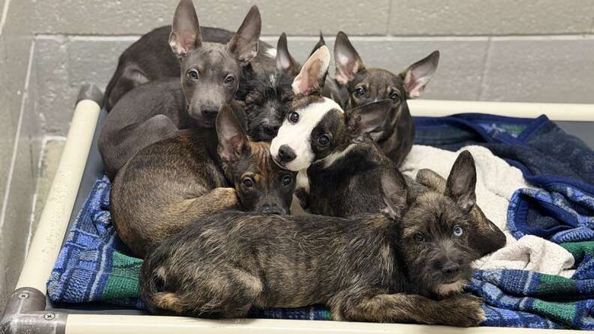 Illustration : "7 chiots abandonnés aux grandes oreilles sont tous adoptés, mais leur race reste inconnue"