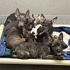 Illustration : 7 chiots abandonn&eacute;s aux grandes oreilles sont tous adopt&eacute;s, mais leur race reste inconnue