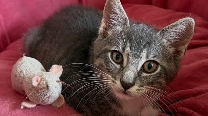 Illustration : Isol&eacute; derri&egrave;re les grilles d'un chantier, ce chaton a une r&eacute;action inattendue d&egrave;s qu'une habitante parvient &agrave; l'attraper