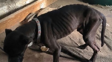 Illustration : Une vingtaine de chats et 5 chiens d&eacute;couverts d&eacute;nutris dans une maison des Alpes-Maritimes