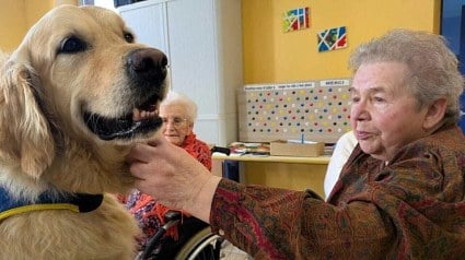 Illustration : &laquo; Il est fait pour &ccedil;a &raquo;, ce Golden Retriever est devenu indispensable dans cet Ehpad de l&rsquo;Orne