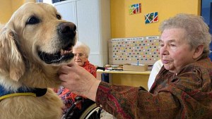 Illustration : « Il est fait pour ça », ce Golden Retriever est devenu indispensable dans cet Ehpad de l’Orne