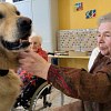 Illustration : &laquo; Il est fait pour &ccedil;a &raquo;, ce Golden Retriever est devenu indispensable dans cet Ehpad de l&rsquo;Orne