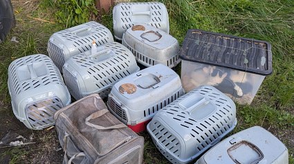 Illustration : &laquo; Une fa&ccedil;on incroyablement cruelle &raquo; : en pleine journ&eacute;e, 26 chats et chatons sont abandonn&eacute;s dans des cartons et bo&icirc;tes ferm&eacute;s