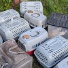 Illustration : &laquo; Une fa&ccedil;on incroyablement cruelle &raquo; : en pleine journ&eacute;e, 26 chats et chatons sont abandonn&eacute;s dans des cartons et bo&icirc;tes ferm&eacute;s