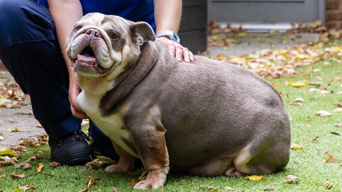 Illustration : "« Elle pesait autant qu'un hippopotame nouveau-né », avec 32,5 kilos sur la balance, cette Bulldog incapable de marcher suit un régime salvateur"