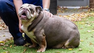 Illustration : « Elle pesait autant qu'un hippopotame nouveau-né », avec 32,5 kilos sur la balance, cette Bulldog incapable de marcher suit un régime salvateur