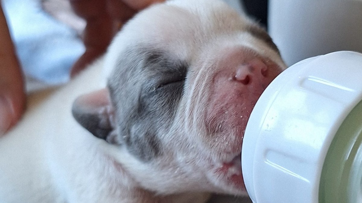 Illustration : "Un chiot de quelques jours est trouvé seul dans un parc, puis nourri au biberon toutes les 2 à 3 heures"