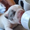 Illustration : Un chiot de quelques jours est trouv&eacute; seul dans un parc, puis nourri au biberon toutes les 2 &agrave; 3 heures