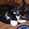Illustration : Des miaulements au milieu de l'autoroute : un chaton sauv&eacute; par des CRS pr&egrave;s de Nancy, puis adopt&eacute; par une polici&egrave;re