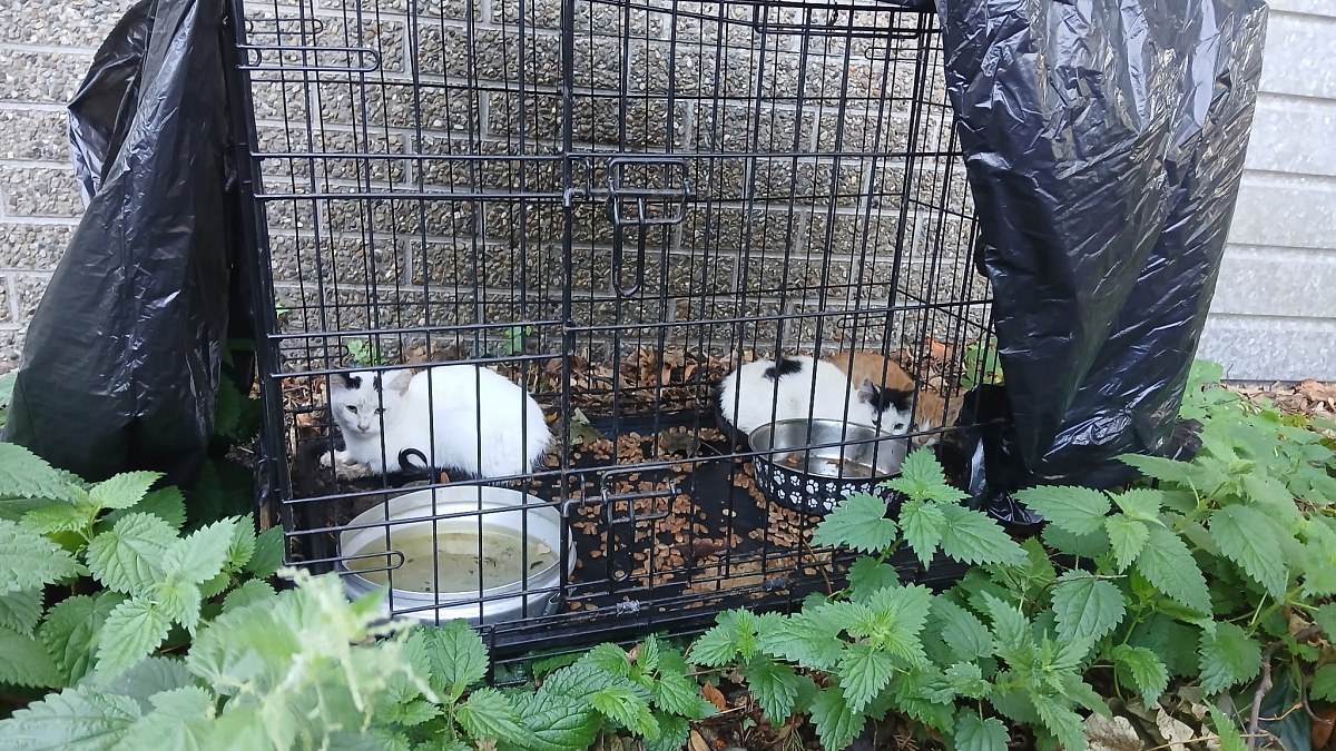Illustration : "3 chatons malades abandonnés dans une cage derrière une église : un automobiliste filmé pourrait aider l'enquête"
