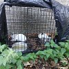 Illustration : 3 chatons malades abandonn&eacute;s dans une cage derri&egrave;re une &eacute;glise : un automobiliste film&eacute; pourrait aider l'enqu&ecirc;te
