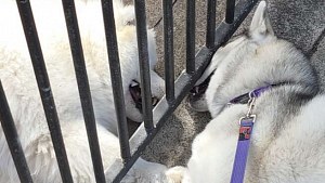 Illustration : Husky : cette chienne s'arrête chaque matin devant le même portail pour retrouver sa voisine Samoyède