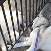 Illustration : Husky : cette chienne s'arr&ecirc;te chaque matin devant le m&ecirc;me portail pour retrouver sa voisine Samoy&egrave;de