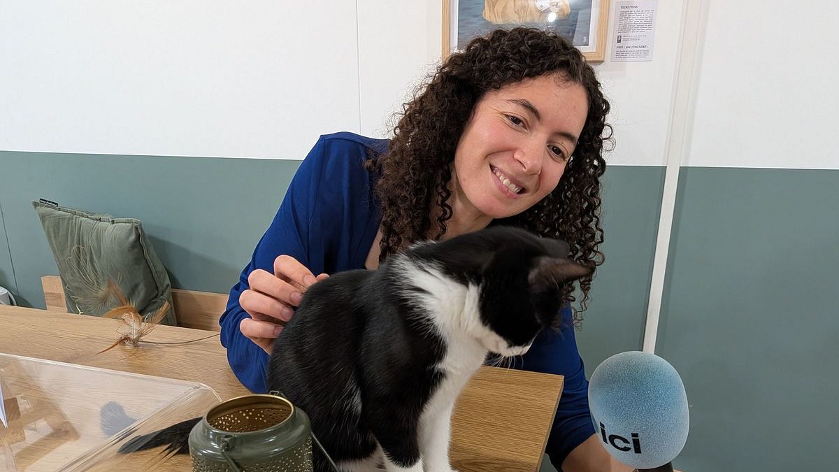 Illustration : "Des chats sans foyer deviennent collègues de bureau dans un espace de coworking parisien"