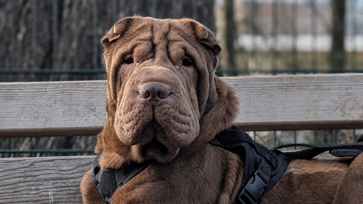 Illustration : "Ce chien a perdu l’usage de 3 pattes après avoir été percuté par 2 voitures, une cagnotte est lancée pour ses soins"