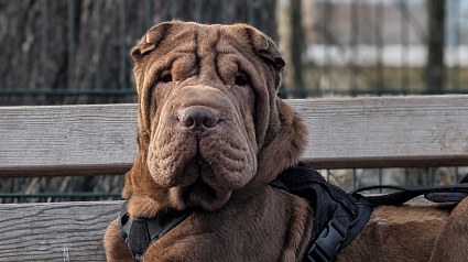 Illustration : Ce chien a perdu l&rsquo;usage de 3 pattes apr&egrave;s avoir &eacute;t&eacute; percut&eacute; par 2 voitures, une cagnotte est lanc&eacute;e pour ses soins