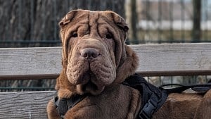 Ce chien a perdu l’usage de 3 pattes après avoir été percuté par 2 voitures, une cagnotte est lancée pour ses soins