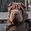 Illustration : Ce chien a perdu l&rsquo;usage de 3 pattes apr&egrave;s avoir &eacute;t&eacute; percut&eacute; par 2 voitures, une cagnotte est lanc&eacute;e pour ses soins