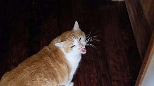 Illustration : Ce chat roux miaule devant la porte de la chambre de son humain, parti à l’université la veille (vidéo)