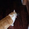 Illustration : Ce chat roux miaule devant la porte de la chambre de son humain, parti &agrave; l&rsquo;universit&eacute; la veille (vid&eacute;o)