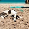 Illustration : Pourtant plac&eacute; dans une cage XXL, ce chien de 28 kg a &eacute;t&eacute; compl&egrave;tement oubli&eacute; par la compagnie a&eacute;rienne lors d'une escale