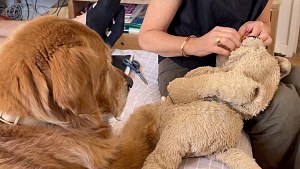 Illustration : Ce chien suit du regard les mains de sa grand-mère pendant qu’elle répare son doudou déchiré (vidéo)