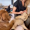 Illustration : Ce chien suit du regard les mains de sa grand-m&egrave;re pendant qu&rsquo;elle r&eacute;pare son doudou d&eacute;chir&eacute; (vid&eacute;o)