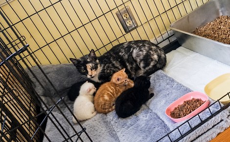 Une chatte méfiante est sauvée grâce aux miaulements diffusés sur le téléphone d’une bénévole