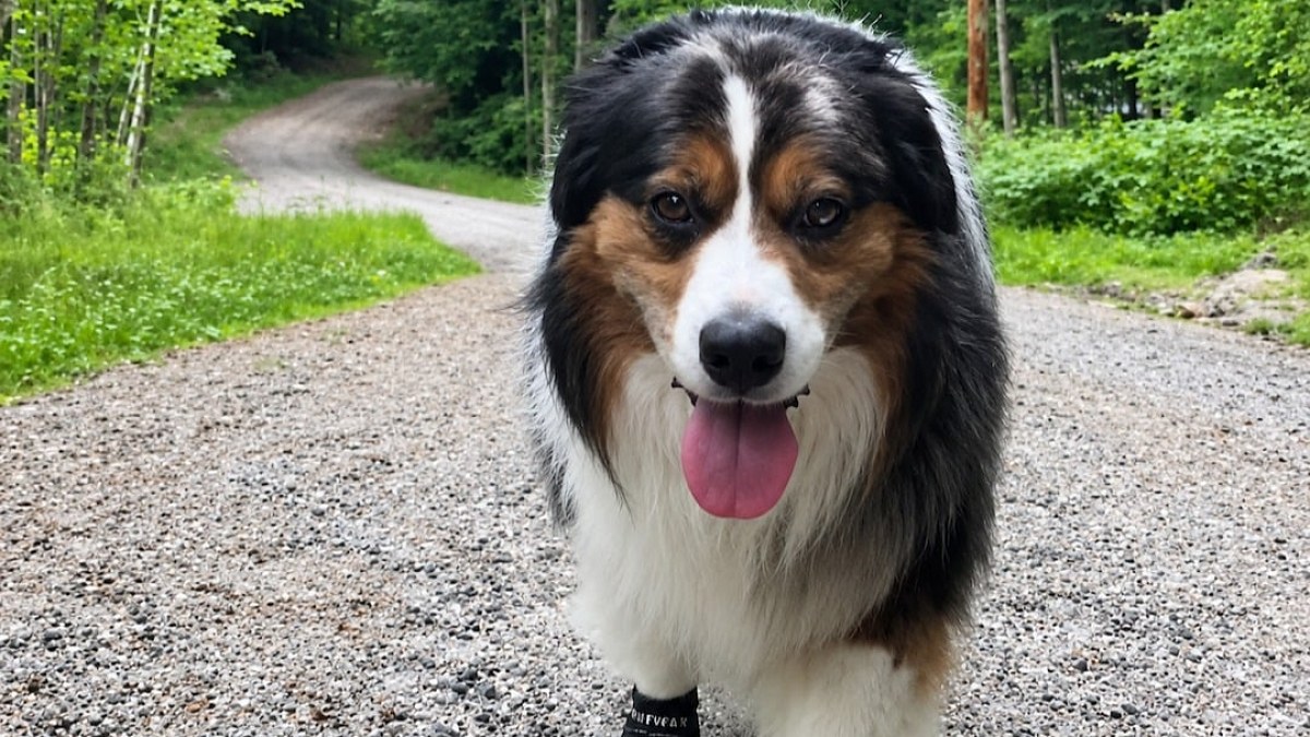 Illustration : "Ce chien refuse de faire demi-tour, mais sa maîtresse a repéré une ourse et ses petits près du sentier (vidéo)"
