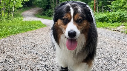 Illustration : Ce chien refuse de faire demi-tour, mais sa ma&icirc;tresse a rep&eacute;r&eacute; une ourse et ses petits pr&egrave;s du sentier (vid&eacute;o)