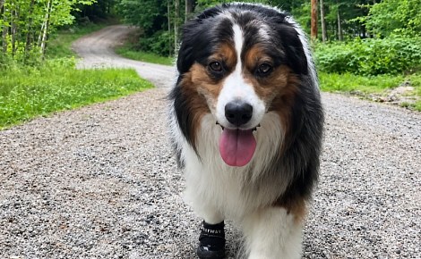 Ce chien refuse de faire demi-tour, mais sa maîtresse a repéré une ourse et ses petits près du sentier (vidéo)
