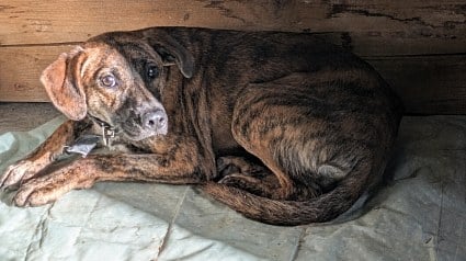 Illustration : Apr&egrave;s 23 jours de recherches, une v&eacute;t&eacute;rinaire r&eacute;cup&egrave;re un chien qui fuyait toute pr&eacute;sence humaine