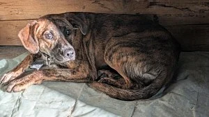 Illustration : Après 23 jours de recherches, une vétérinaire récupère un chien qui fuyait toute présence humaine