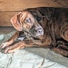 Illustration : Apr&egrave;s 23 jours de recherches, une v&eacute;t&eacute;rinaire r&eacute;cup&egrave;re un chien qui fuyait toute pr&eacute;sence humaine