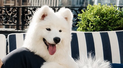 Illustration : La chienne de Taylor Swift appara&icirc;t dans une campagne publicitaire pour une marque de v&ecirc;tements