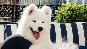 Illustration : La chienne de Taylor Swift apparaît dans une campagne publicitaire pour une marque de vêtements