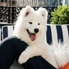 Illustration : La chienne de Taylor Swift appara&icirc;t dans une campagne publicitaire pour une marque de v&ecirc;tements