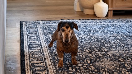 Illustration : Cette chienne de 18 ans traverse le salon &agrave; petits bonds pour rejoindre sa m&egrave;re d&rsquo;accueil (vid&eacute;o)