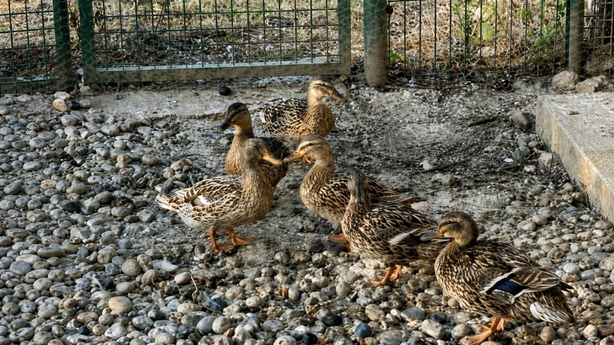 Illustration : "Un voisin signale des canards abandonnés, une association découvre aussi des chiens en détresse"