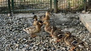 Illustration : "Un voisin signale des canards abandonnés, une association découvre aussi des chiens en détresse"