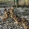 Illustration : Un voisin signale des canards abandonn&eacute;s, une association d&eacute;couvre aussi des chiens en d&eacute;tresse