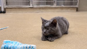 Illustration : Ce chaton au front gonflé est soigné pour un abcès, puis adopté par la famille de celle qui l’a secouru